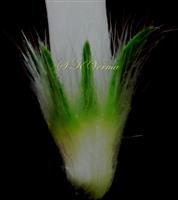  Calyx